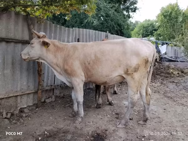 Lembu betina, Cattle