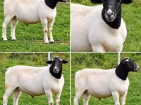 Beran, Beltex sheep — foto 2