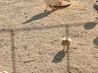 Chickens — عکس 4