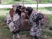 Chickens — foto 1