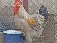 Chickens — foto 1