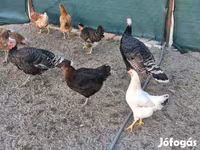 Turkeys — รูปภาพ 2