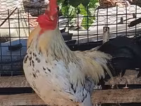 Chickens — լուսանկար 1