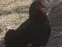 Chickens — foto 3