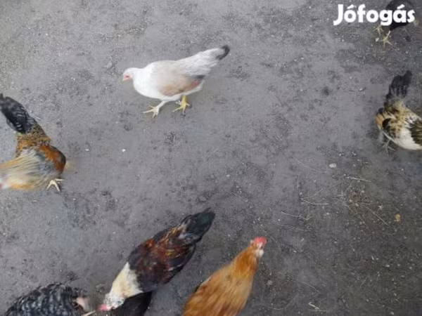 Japonský bantam