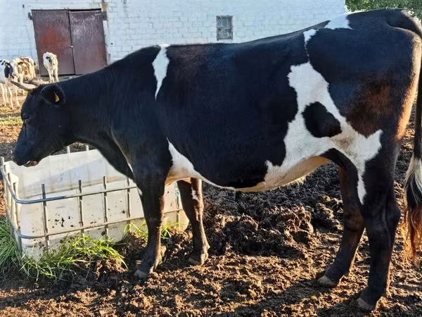 Krava, Russian Black pied cattle