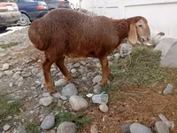 Sheep, Arashan sheep — photo 1