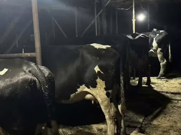 Vaca, Swiss cattle