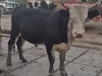 گاو نر, Simmental cattle — عکس 2
