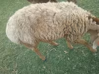 Bélier, Rhon sheep — photo 4