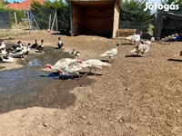Turkeys — foto 3