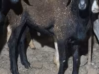 Ram, Karakul sheep — foto 3