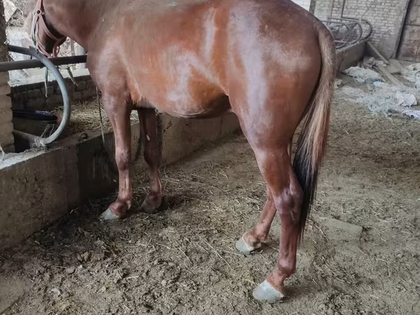 公马, Horses