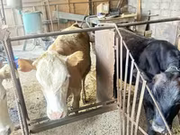 วัวตัวเมีย, Swiss cattle — รูปภาพ 2