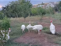 Turkeys — 2-сурет