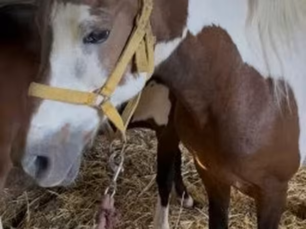 Jument, Chevaux