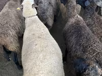 Sheep, Sheep — photo 2