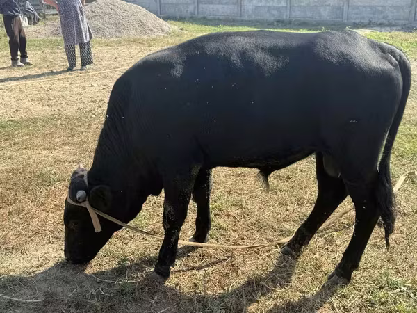 Dibi, Aberdeen-Angus