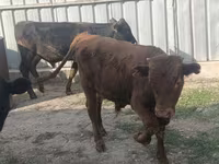 Toro, Bovini — foto 2