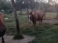 ሴት ፈረስ, Horses — ፎቶ 4