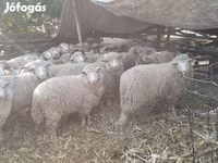 Овца, Овце — снимка 3