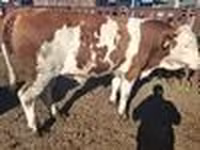 วัวตัวผู้, Simmental cattle — รูปภาพ 7