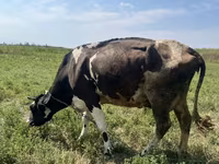 गाय, Russian Black pied cattle — फ़ोटो 3