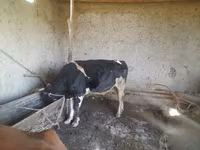 أبقار (دفعة، الجنس غير محدد), Russian Black pied cattle — الصورة 4