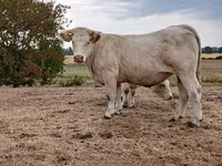 Cow, Charolais cattle — photo 1