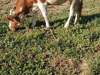 วัวตัวเมีย, Swiss cattle — รูปภาพ 2