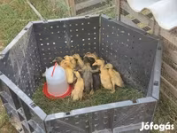 Ducks — ảnh 3