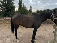 اسب نر, اسب — عکس 3