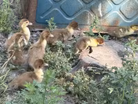 rață domestică Muscovy — foto 2