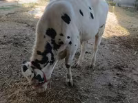 Bulle, Russian Black pied cattle — Foto 1