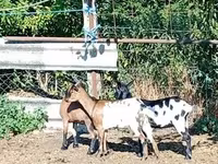 Koza, Kozy — foto 2