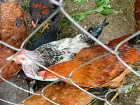Chickens — photo 1