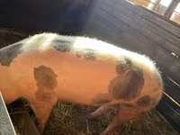 Locha, Świnie — zdjęcie 1