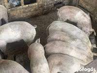 Schweine (Partie, Geschlecht nicht angegeben), Schweine — Foto 1