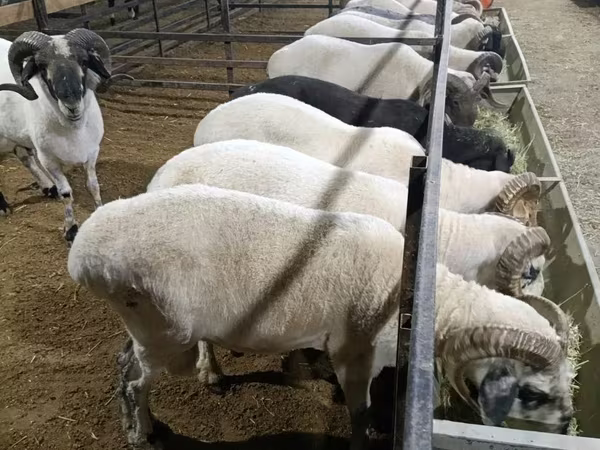 Ram, Sheep — Uzbekistan