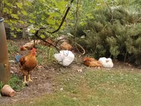 Chickens — 4 зураг