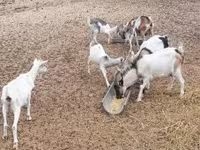 Billy Goat, Goats — photo 2