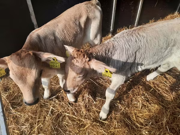 گاو نر, Simmental cattle