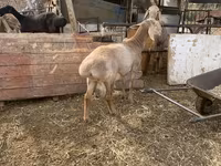 میش, Edilbay sheep — عکس 3