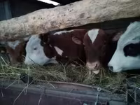 سانڈ, Simmental cattle — تصویر 1