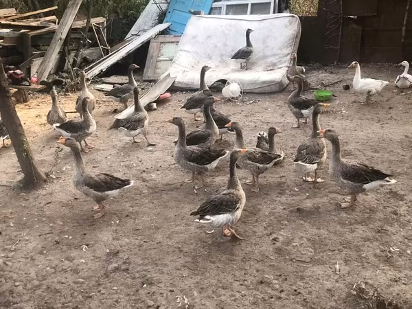 Geese