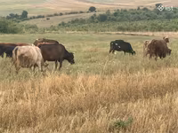 Vacă, Simmental cattle — foto 6