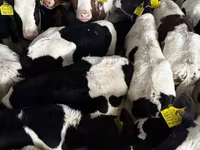 Lembu jantan, Cattle — foto 2