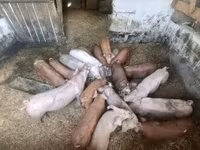 خوک ماده, Дюрок — عکس 1