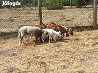 میش, Cameroon sheep — عکس 2