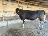 Bou, Simmental cattle — foto 6